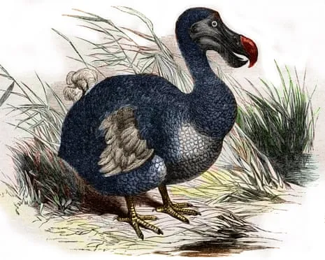 Experts Claim They’ve Made a ‘Pivotal Step’ in Resurrecting the Dodo for the First Time in 300 Years